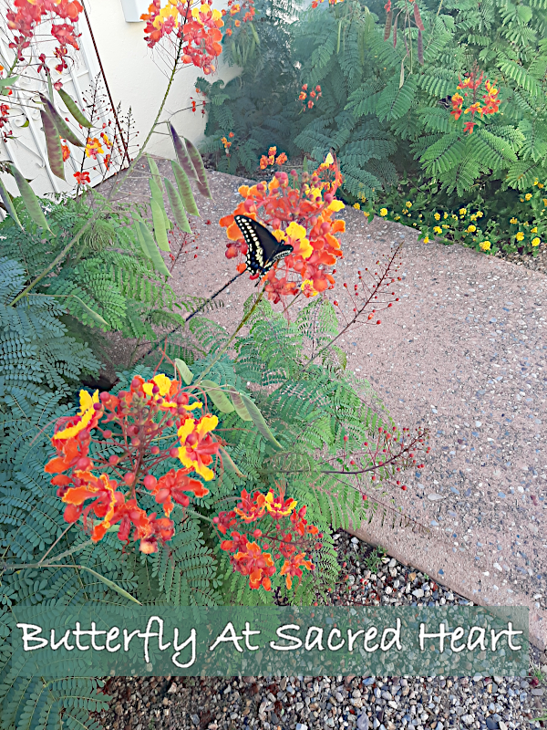 A vibrant garden scene featuring a black swallowtail butterfly perched on bright orange and red flowers, likely Pride of Barbados. The image shows lush greenery including ferns and other plants surrounding a gravel path. In the background, there's a glimpse of a white structure. Various colorful flowers are scattered throughout the garden. Text at the bottom reads 'Butterfly At Sacred Heart'.